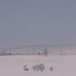 Image 105 - Trees into the Winter sunlight, JP Sergent