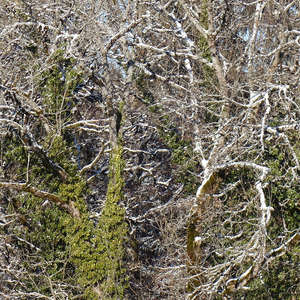 Image 64 - Trees into the Winter sunlight, JP Sergent