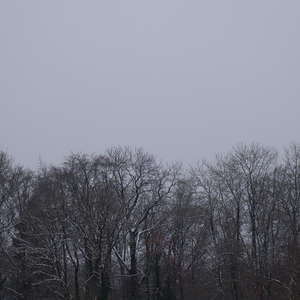 Image 65 - Trees into the Winter sunlight, JP Sergent