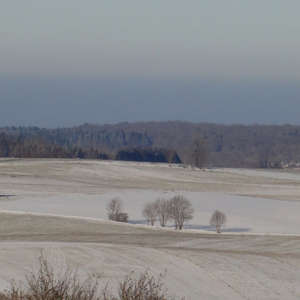 Image 63 - Trees into the Winter sunlight, JP Sergent