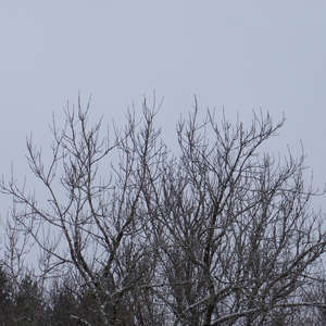Image 68 - Trees into the Winter sunlight, JP Sergent