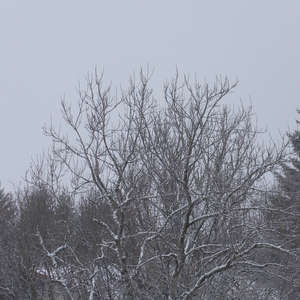 Image 59 - Trees into the Winter sunlight, JP Sergent