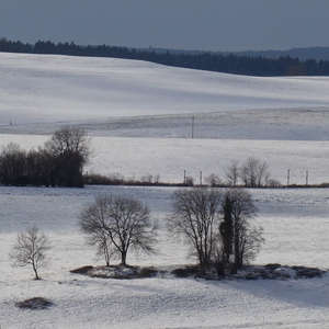 Image 79 - Trees into the Winter sunlight, JP Sergent