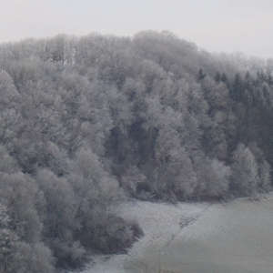 Image 49 - Trees into the Winter sunlight, JP Sergent