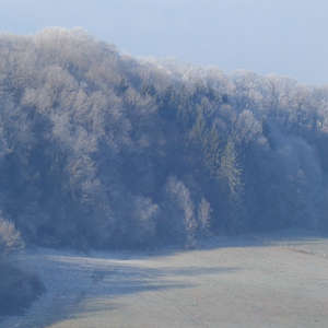 Image 51 - Trees into the Winter sunlight, JP Sergent