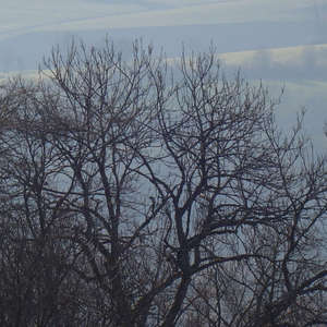 Image 19 - Trees into the Winter sunlight, JP Sergent