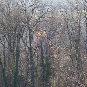 Image 14 - Trees into the Winter sunlight, JP Sergent