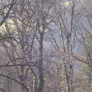 Image 12 - Trees into the Winter sunlight, JP Sergent