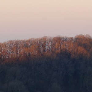 Image 39 - Trees into the Winter sunlight, JP Sergent