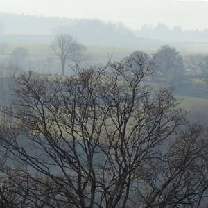 Image 44 - Trees into the Winter sunlight, JP Sergent