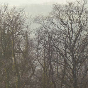 Image 29 - Trees into the Winter sunlight, JP Sergent